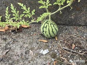 网红吃瓜和朋友比大小,朋友比大小，谁才是瓜王之王？