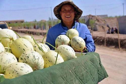 甘肃籍网红吃瓜,揭秘瓜界风云，品味家乡味道